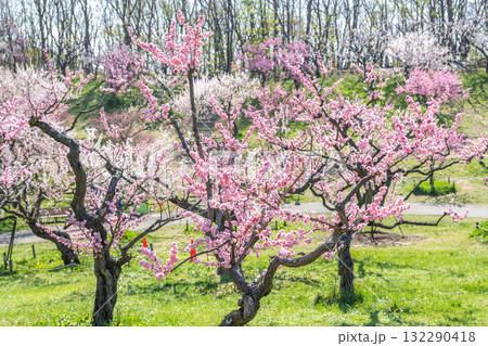 梅林　平岡公園　札幌市 132290418