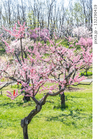 梅林　平岡公園　札幌市 132290419