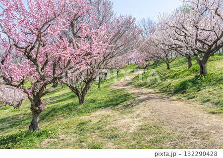 梅林　平岡公園　札幌市 132290428
