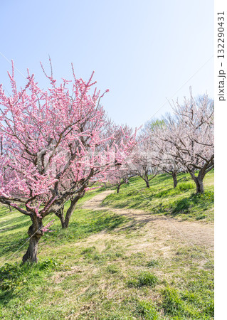 梅林 平岡公園 札幌市 梅林 平岡公園 札幌市 132290431