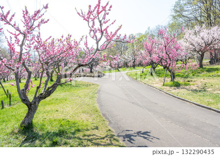 梅林 平岡公園 札幌市 梅林 平岡公園 札幌市 132290435