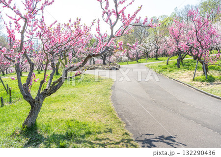 梅林 平岡公園 札幌市 梅林 平岡公園 札幌市 132290436