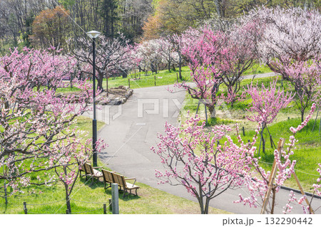 梅林 平岡公園 札幌市 梅林 平岡公園 札幌市 132290442