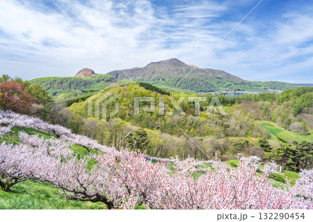 梅林、昭和新山、有珠山 壮瞥公園 壮瞥町 梅林、昭和新山、有珠山 壮瞥公園 壮瞥町 132290454