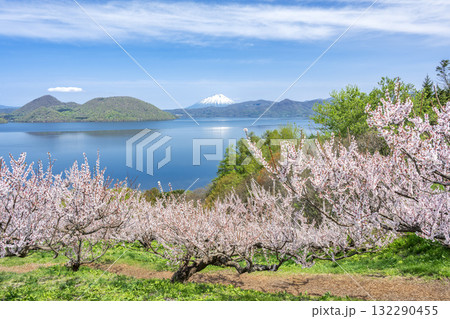 羊蹄山、洞爺湖、梅林　壮瞥公園　壮瞥町 132290455