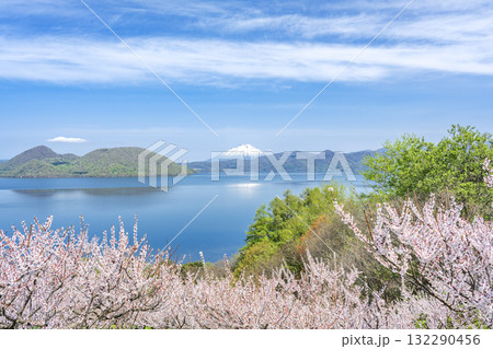羊蹄山、洞爺湖、梅林 壮瞥公園 壮瞥町 羊蹄山、洞爺湖、梅林 壮瞥公園 壮瞥町 132290456
