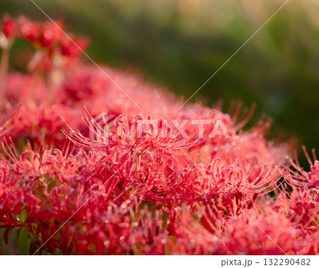 早朝の彼岸花 132290482