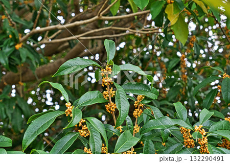 オレンジ色のキンモクセイの花（秋、十月） 132290491