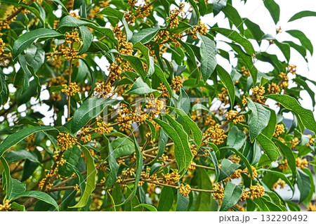 オレンジ色のキンモクセイの花（秋、十月） 132290492