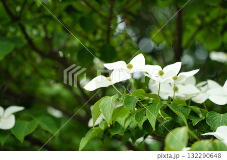初夏に咲くヤマボウシの花 初夏に咲くヤマボウシの花 132290648
