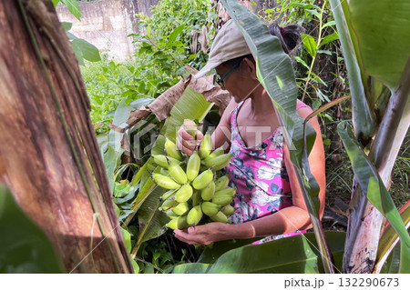 An elderly Filipina woman harvesting bananas and carrying a bunch of bananas in her hand An elderly Filipina woman harvesting bananas and carrying a bunch of bananas in her hand 132290673