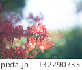 赤い彼岸花 132290735