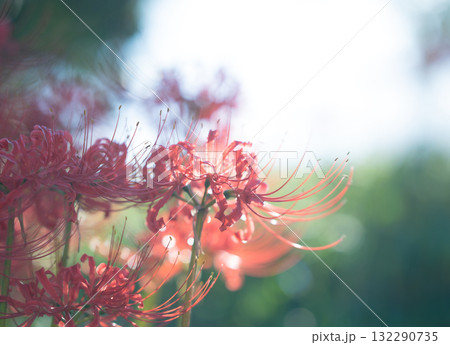 赤い彼岸花 赤い彼岸花 132290735