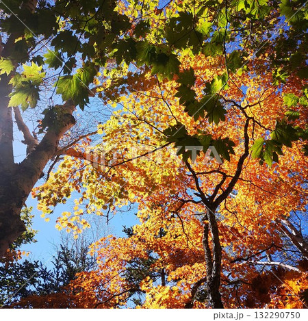 秋　櫛形山　紅葉 132290750