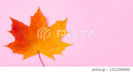 Bright autumn maple leaf on pink background Bright autumn maple leaf on pink background 132290800