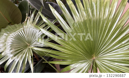 Fan palm indoor plant with radiating pleated leaves tropical green houseplant ideal for natural home decoration and botanical interior design Fan palm indoor plant with radiating pleated leaves tropical green houseplant ideal for natural home decoration and botanical interior design 132290887