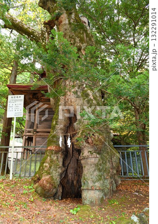 【南相木村 村指定名木「諏訪神社」の欅(ケヤキ)】 【南相木村 村指定名木「諏訪神社」の欅(ケヤキ)】 132291014