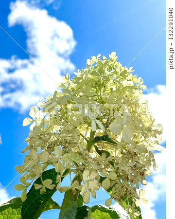 ノリウツギ 132291040