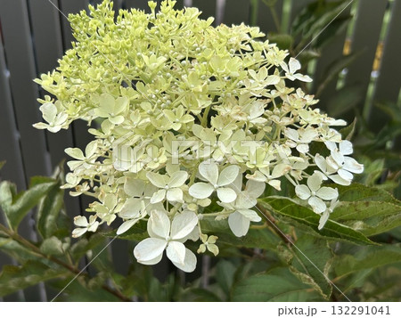 ノリウツギ ノリウツギ 132291041