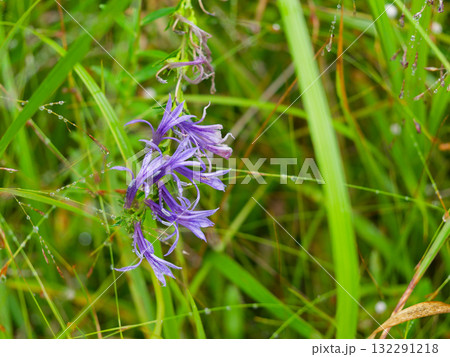 キキョウ科の多年草サワギキョウの開花 132291218