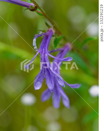 キキョウ科の多年草サワギキョウの開花 132291219