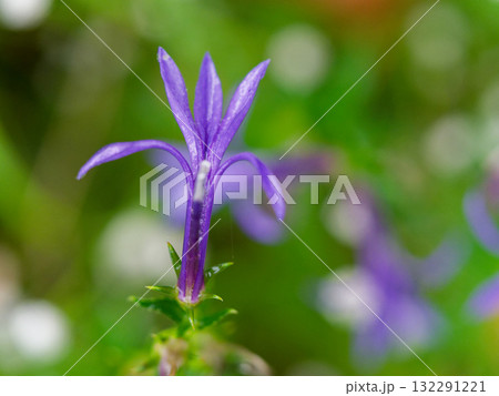 キキョウ科の多年草サワギキョウの開花 キキョウ科の多年草サワギキョウの開花 132291221