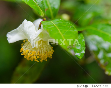 チャノキの花 チャノキの花 132291346