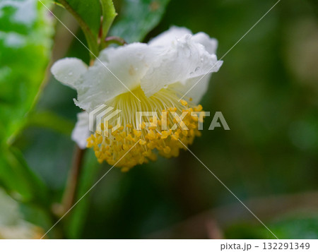 チャノキの花 チャノキの花 132291349