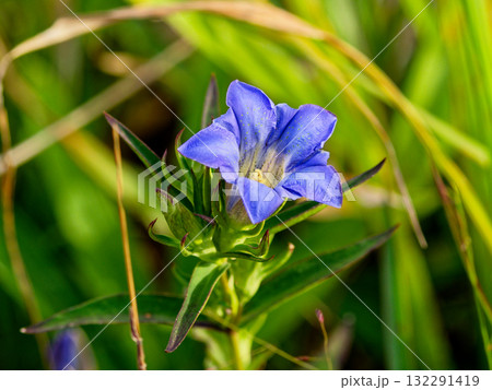 リンドウ科ホソバリンドウの花 リンドウ科ホソバリンドウの花 132291419