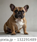French bulldog portrait shot in studio 132291489