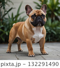 French bulldog standing portrait shot in the garden 132291490