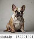 French bulldog portrait shot in studio 132291491