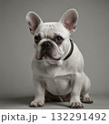 White french bulldog portrait shot in studio 132291492