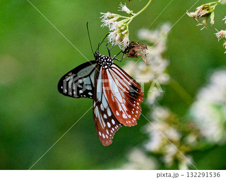 旅する蝶タテハチョウ科アサギマダラ♂の吸蜜 旅する蝶タテハチョウ科アサギマダラ♂の吸蜜 132291536