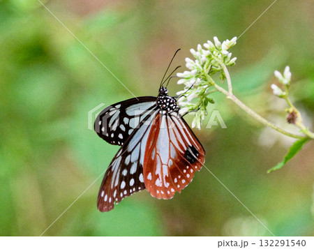 旅する蝶タテハチョウ科アサギマダラ♂の吸蜜 132291540