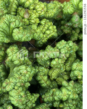 top view of green cactus plant daytime top view of green cactus plant daytime 132291556