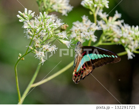アオスジアゲハの吸蜜 132291725