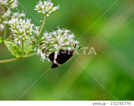 昼間飛ぶ蛾　ホタルガの吸蜜行動 132291776