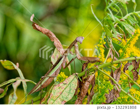 セイタカアワダチソウの花で獲物を待つオオカマキリ♀褐色型 132291808