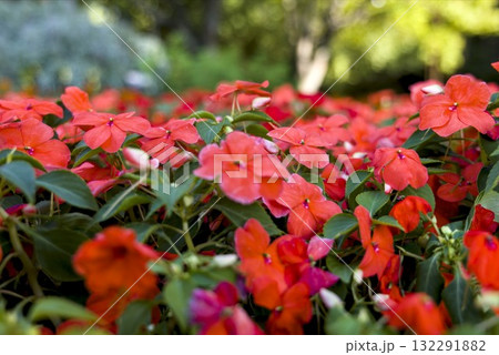 赤い花・インパチェンス 132291882