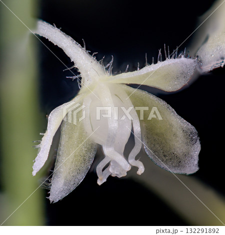 ジュズサンゴの白い花 132291892