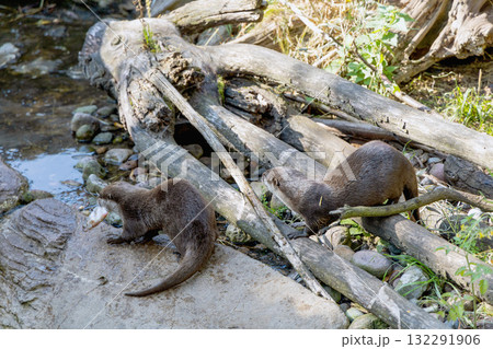 Two otters together catch fish by the stream 132291906