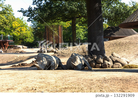 Two large rhinoceroses lie in the shade under a tree Two large rhinoceroses lie in the shade under a tree 132291909