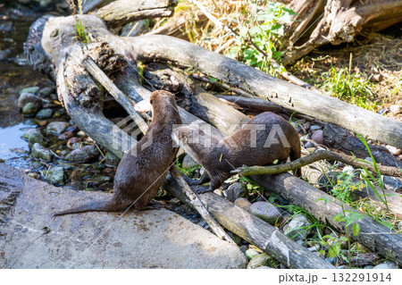 Two otters together catch fish by the stream 132291914
