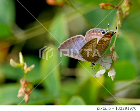 花の上に止まるシジミチョウ科ウラナミシジミ♂ 132291970