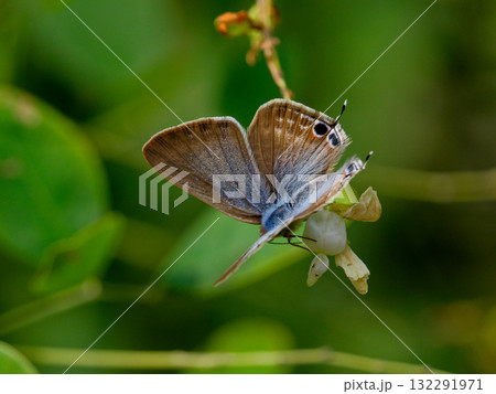 花の上に止まるシジミチョウ科ウラナミシジミ♂ 132291971
