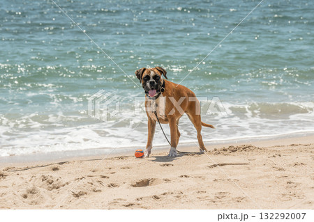 German Boxer Dog plyaing ball at Golf Sagone Corsica France beautyful sand Beach boats mountain village Tourism concept 132292007
