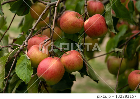 Red apples on a tree branch in the orchard 132292157