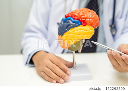 Asian doctor with human brain anatomy model in hospital. Asian doctor with human brain anatomy model in hospital. 132292290