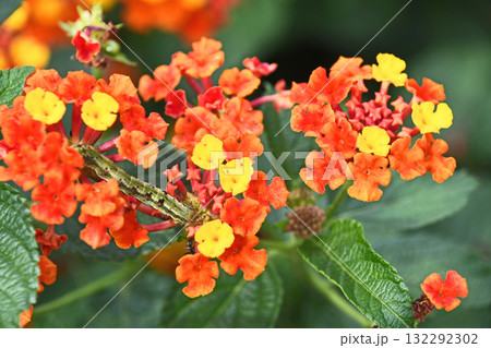 ランタナ 132292302